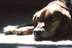 Penny