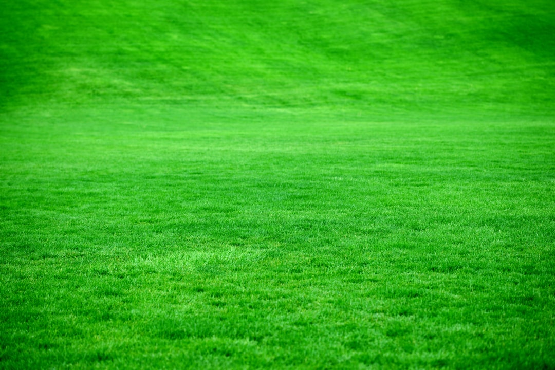 Photo lawn