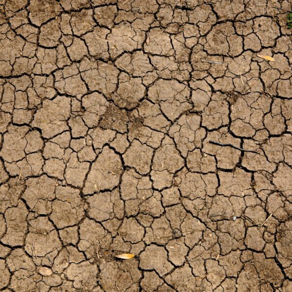 Photo Soil Drainage Issues