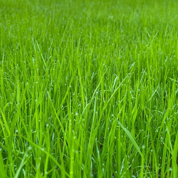 Photo Grass types