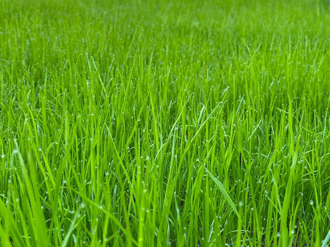 Photo Grass types